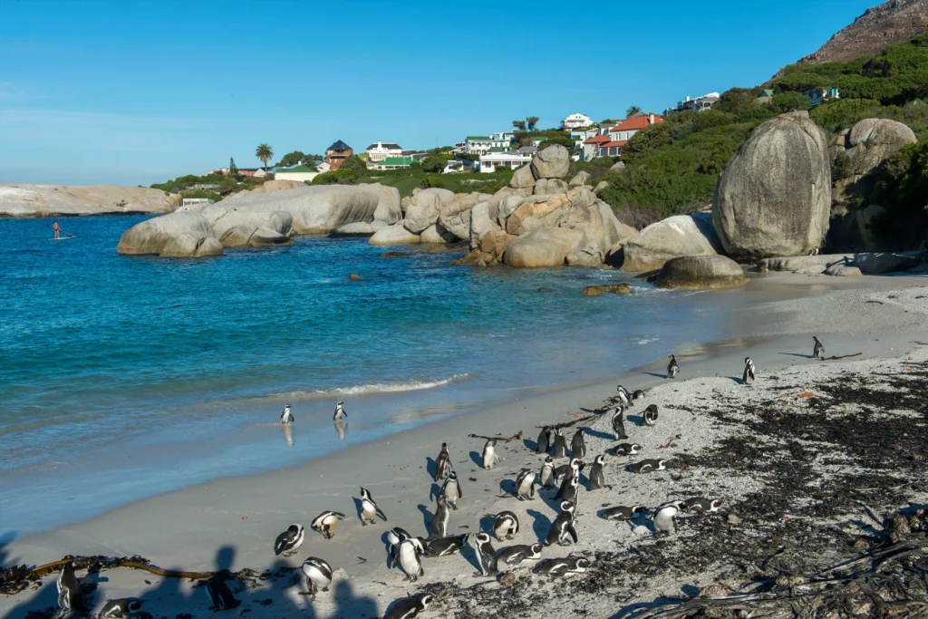 boulders-beach-south-africa-tfk-worlds-coolest-places-2019.jpg