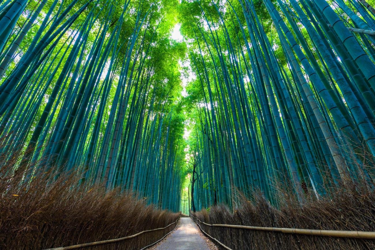 arashiyama-bamboo-forest_3