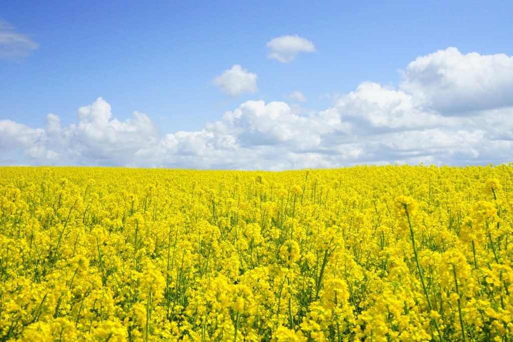 field-of-rapeseeds-oilseed-rape-blutenmeer-yellow-46164-46164 A vast field of blooming yellow mustard flowers under a bright blue sky, perfect for nature themes.