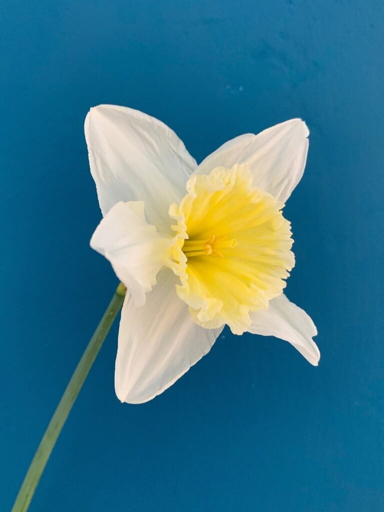 daffodil, flower, flower background, beautiful flowers, spring, yellow, white, spring flowers, spring flower, flora, daffodil, nature, flower wallpaper, daffodil, daffodil, daffodil, daffodil