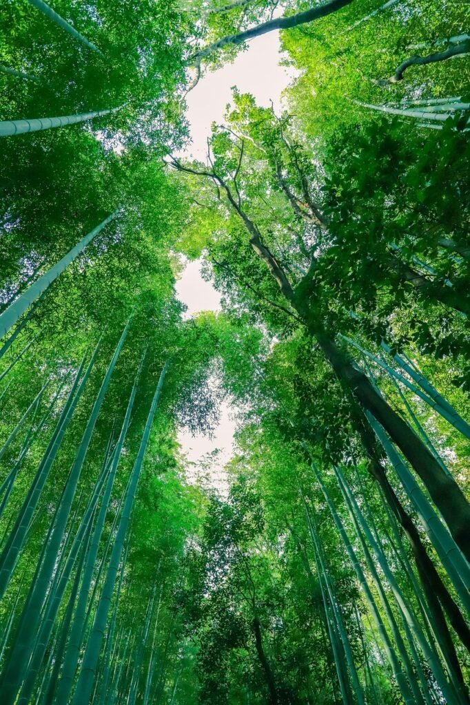 banboo, city, kyoto, japan, travel, asia, landscape, nature, history, sky, culture, mountain, scenic spot, bamboo forest