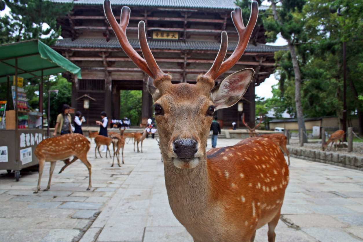 Japan: Sika Deer at Nara Park