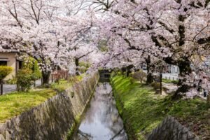 Beautiful cherry blossom trees line a tranquil riverbank in spring, creating a picturesque and serene atmosphere.