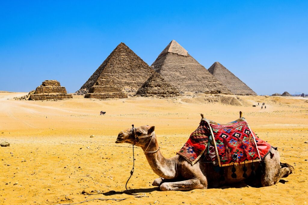pexels-photo-18991572-18991572 A camel relaxes in the desert sand with the iconic Pyramids of Giza in the background under a bright blue sky.