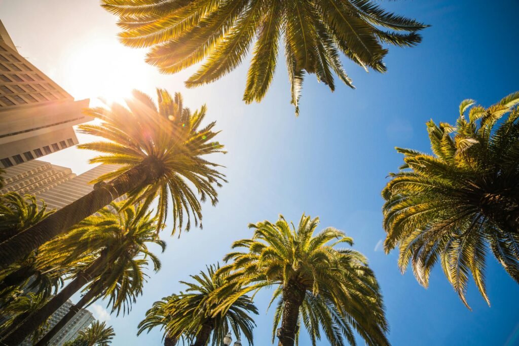 pexels-photo-196663-196663 Vibrant palm trees against clear blue sky in San Francisco with sunlight shining through.