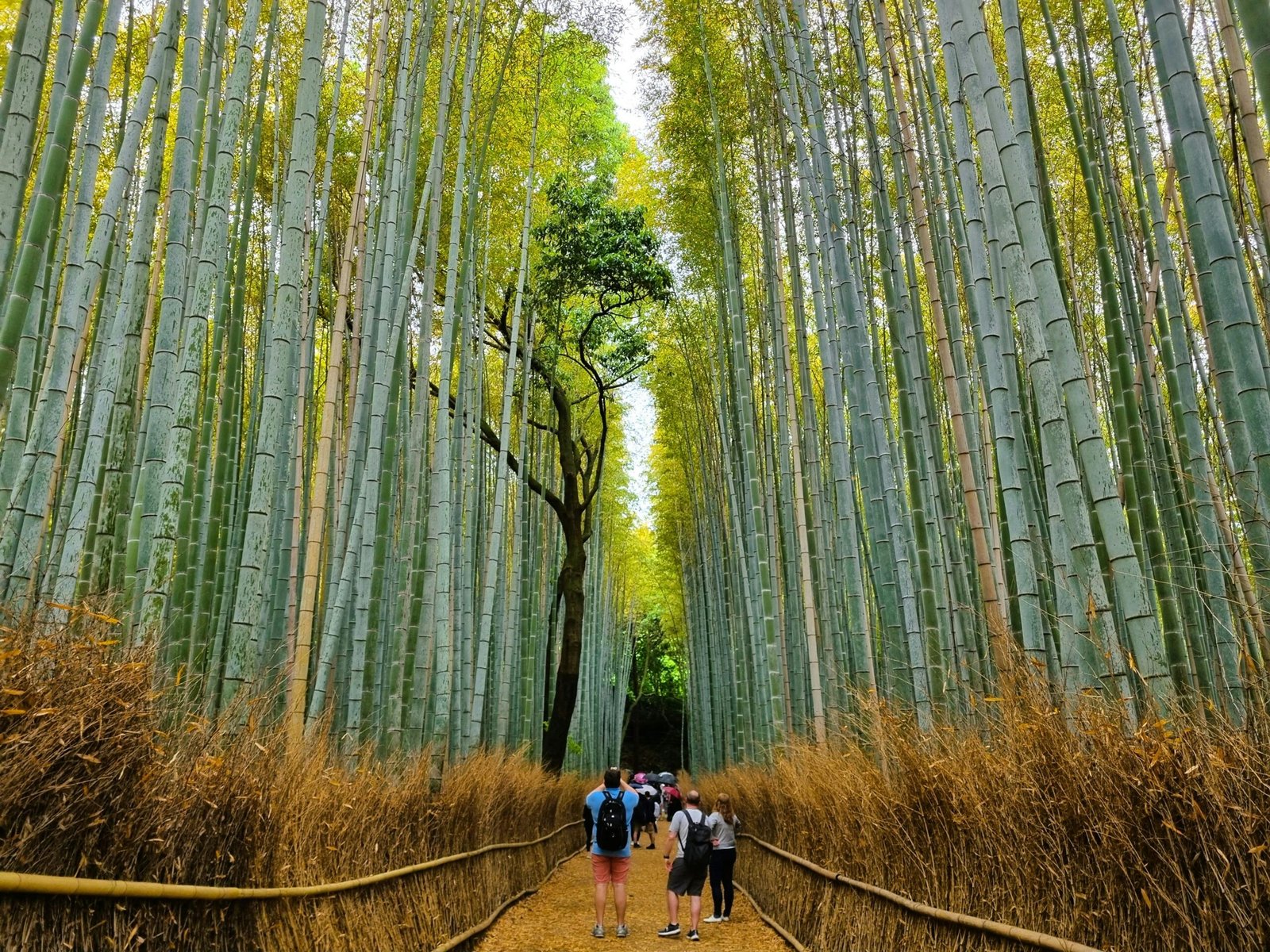 pexels-photo-31418056-31418056 Visitors stroll through the lush Arashiyama Bamboo Grove, a famous natural landmark in Kyoto, Japan.
