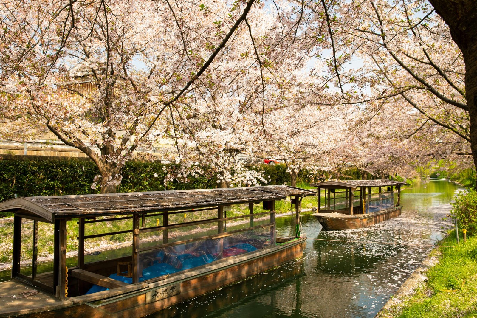 pexels-photo-5220033-5220033 Serene view of traditional boats under cherry blossoms on a canal in Kyoto, Japan.