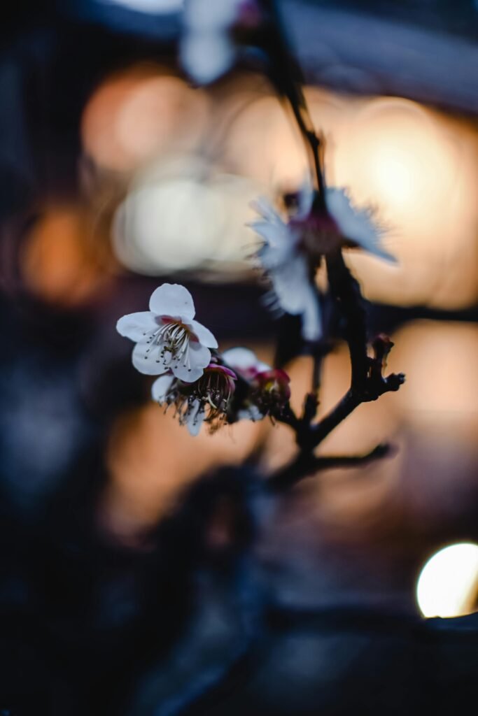 Delicate cherry blossoms with bokeh effect in Kyoto. Capture of spring beauty in Japan.