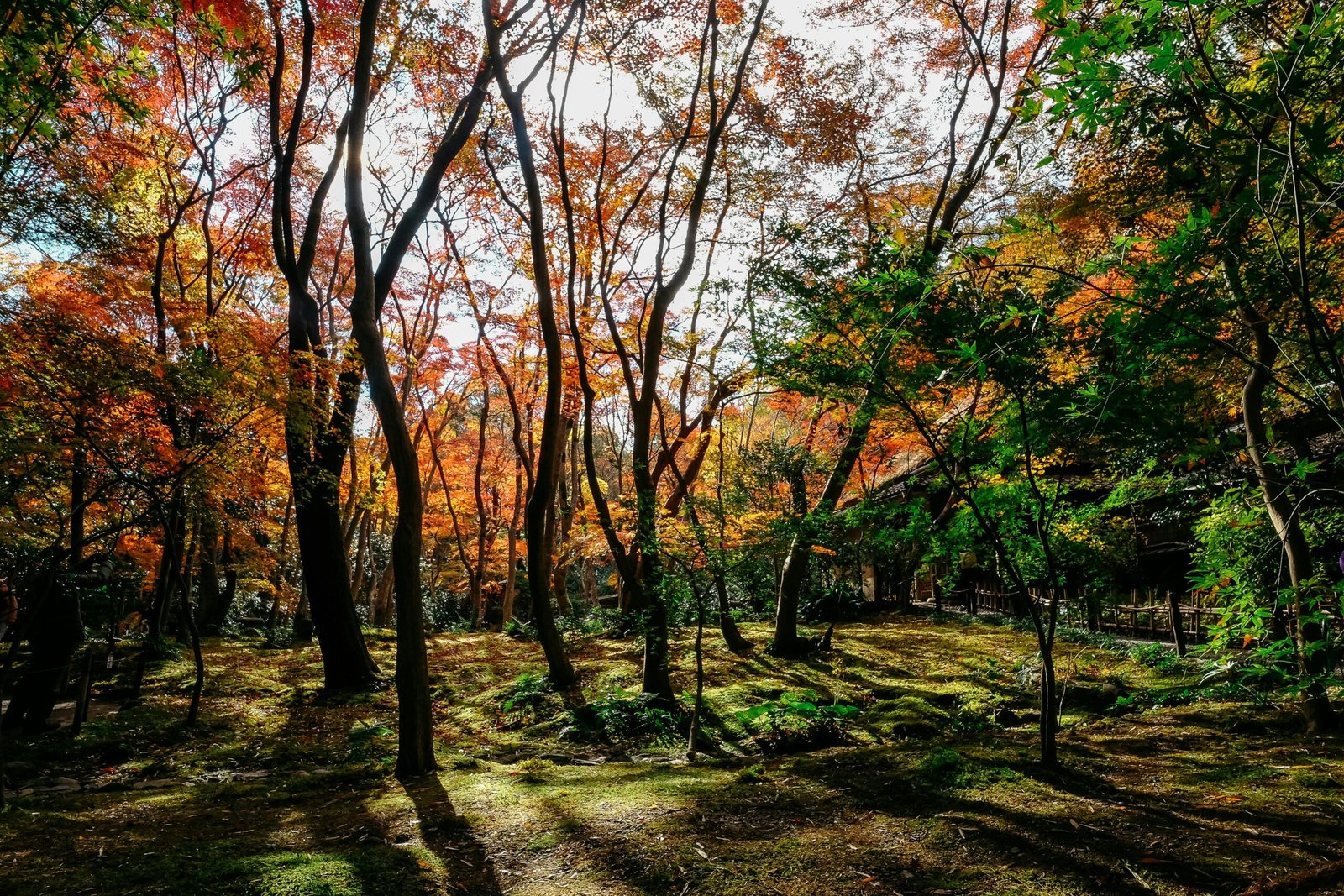 pexels-photo-739074-739074 Discover the serene beauty of vibrant autumn leaves in a Kyoto park. Perfect for travel and nature enthusiasts.