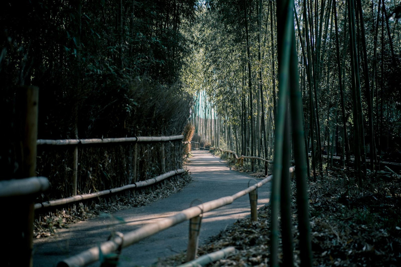 pexels-photo-2070025-2070025 Serene bamboo pathway in Kyoto's Arashiyama, surrounded by lush nature and tranquil light.