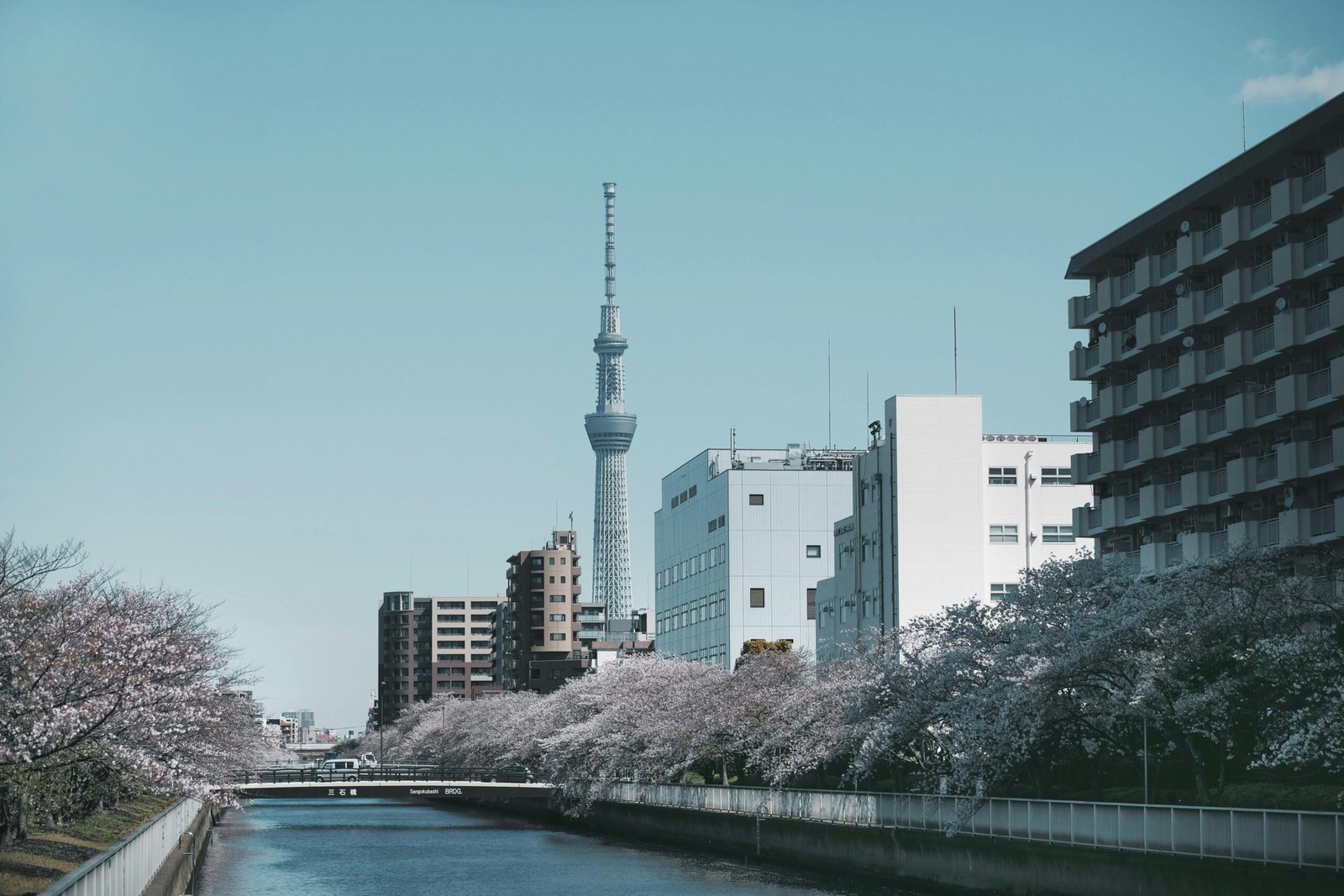 pexels-photo-2187456-2187456 Beautiful view of Tokyo Skytree with cherry blossoms and city buildings along a river in Tokyo, Japan.