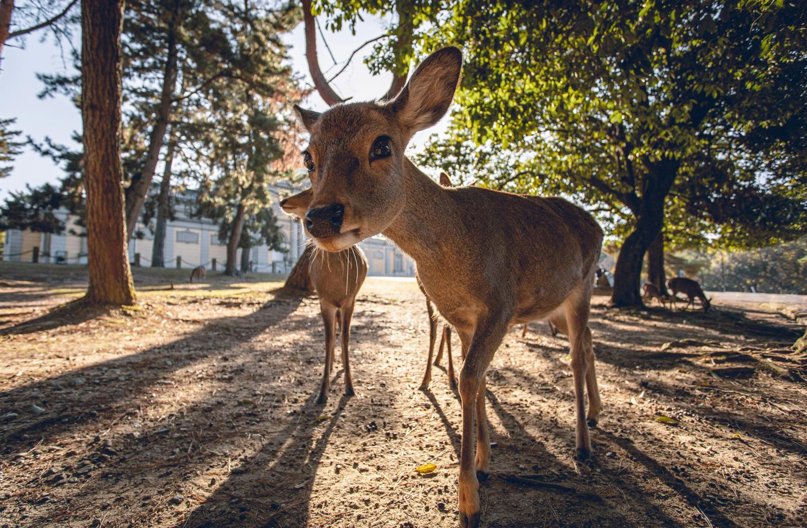 pexels-photo-3408348-3408348 A close-up shot of a deer in Nara Park, Japan, showcasing nature's beauty.