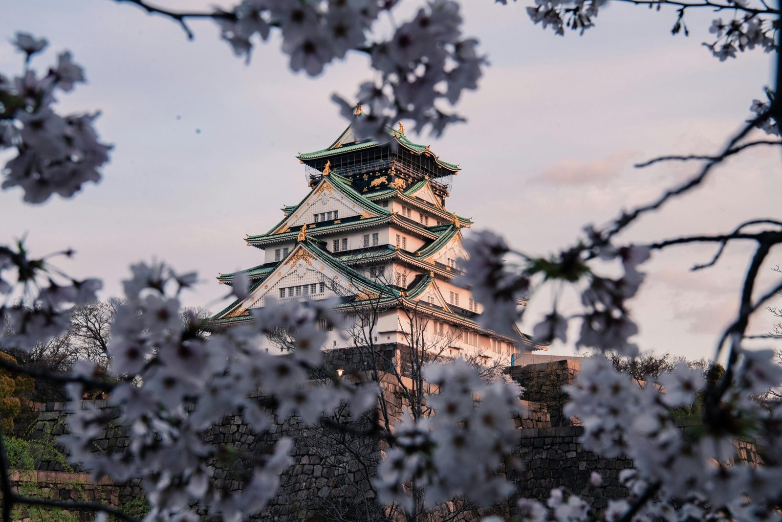 pexels-photo-4058530-4058530-1 Captivating view of Osaka Castle framed by cherry blossoms in full bloom during spring.