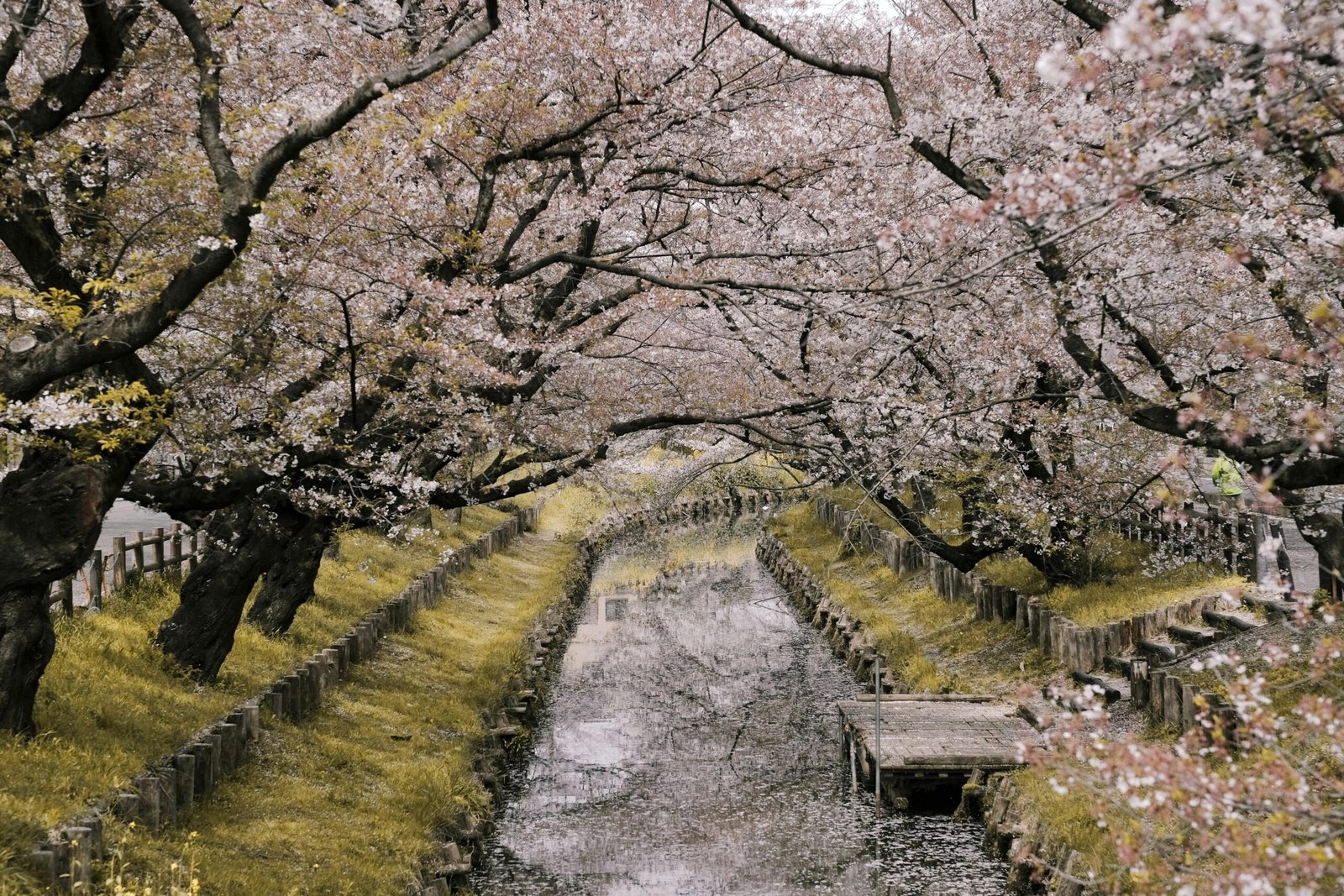 pexels-photo-2187308-2187308 Picturesque canal lined with cherry blossom trees during spring in Japan.