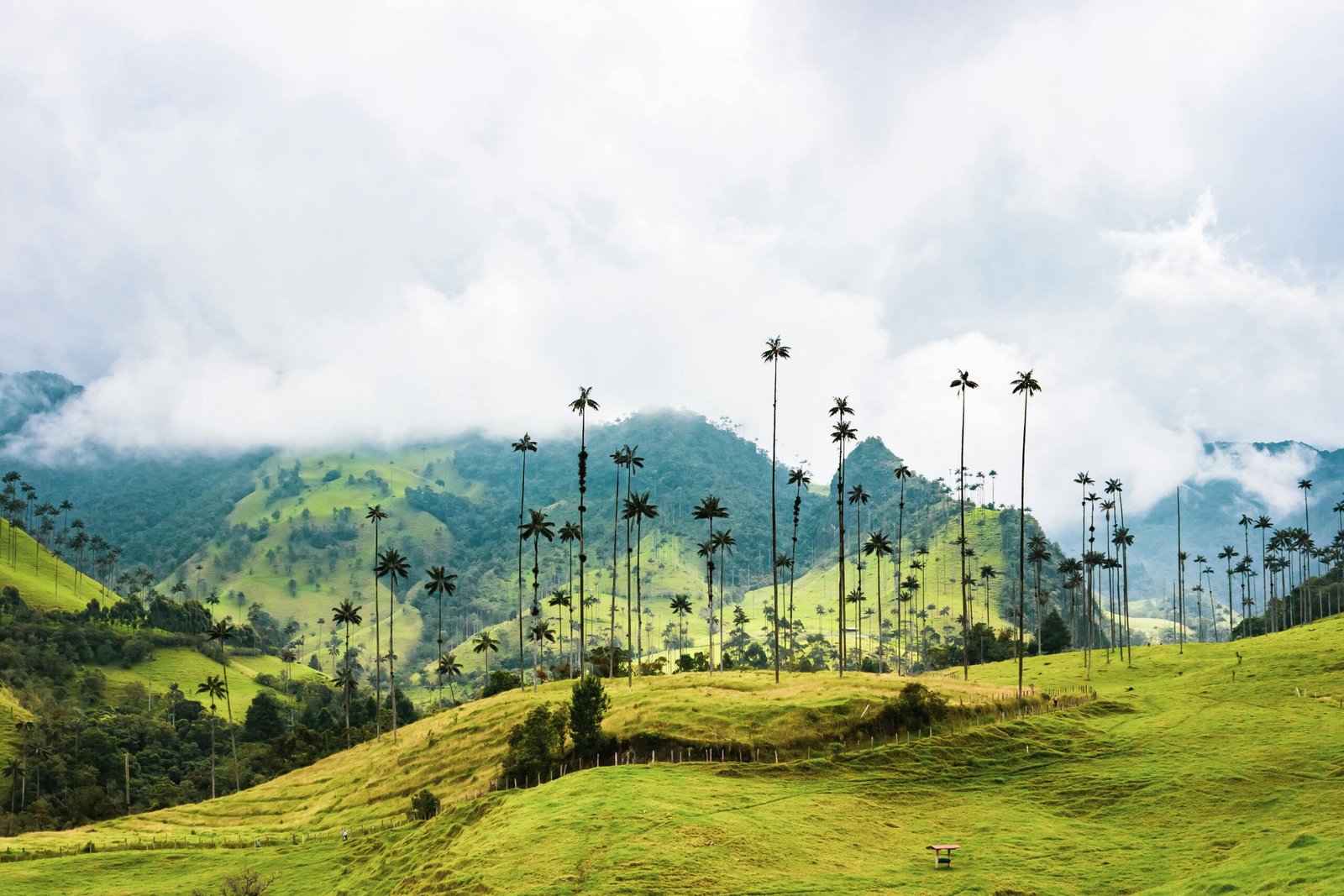 pexels-photo-2884864-2884864 Beautiful view of the Valle de Cocora with iconic wax palms and lush green hills in Colombia.