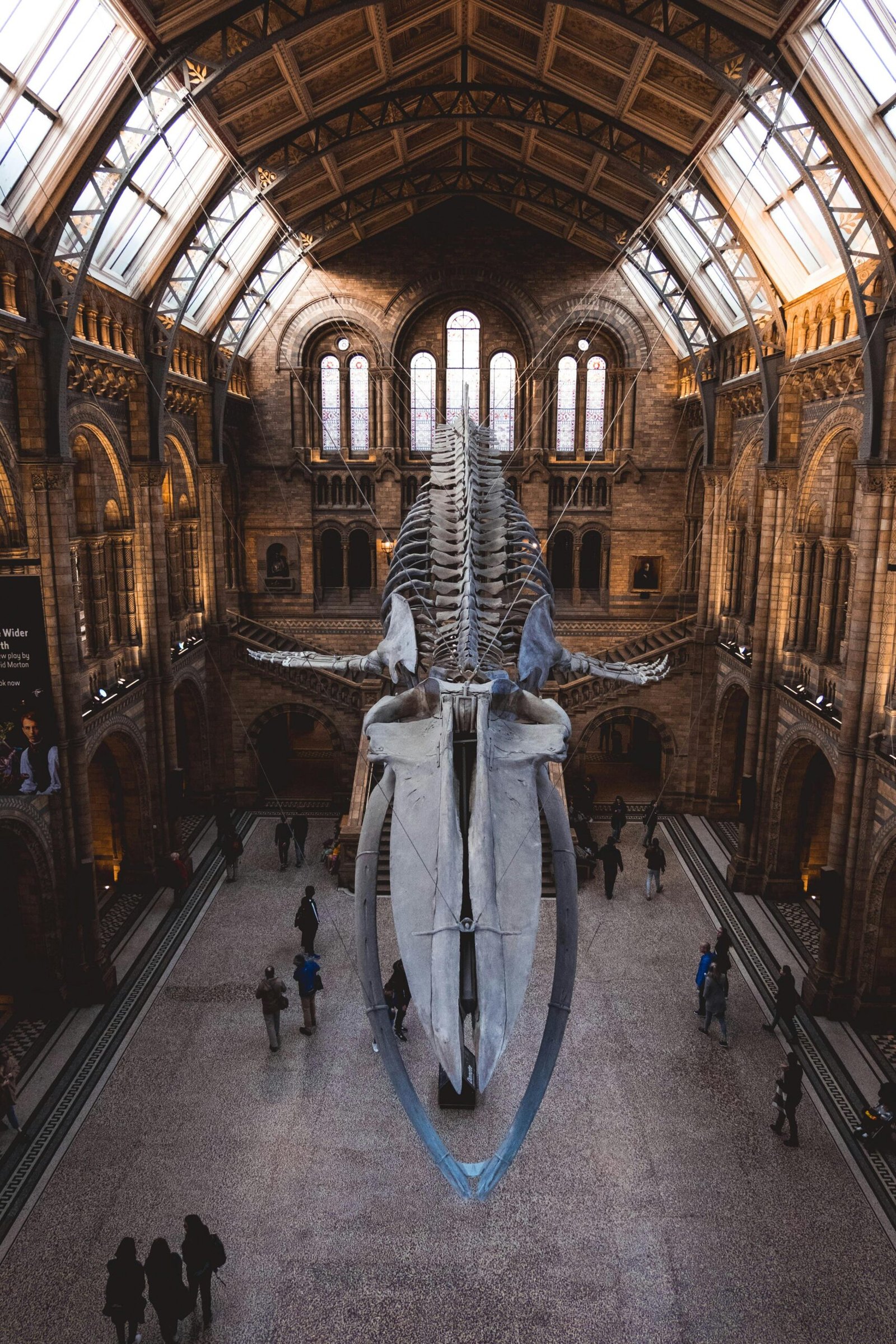 pexels-photo-3262573-3262573 View of the iconic blue whale skeleton exhibit in London's Natural History Museum.