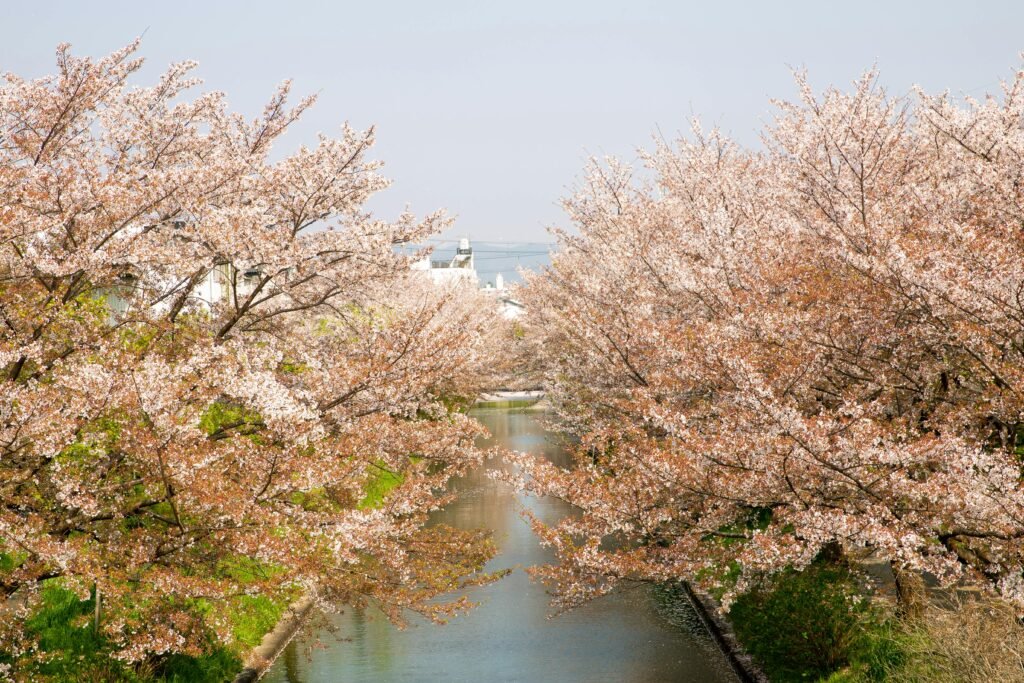 pexels-photo-5220046-5220046 Scenery view of water channel between cherry blossom trees growing in park of Japan