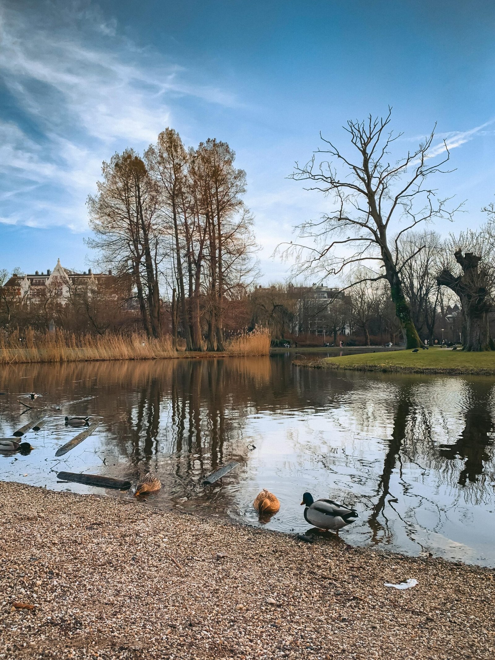 Serene pond view in Vondelpark, Amsterdam with ducks and winter trees reflecting in the water.