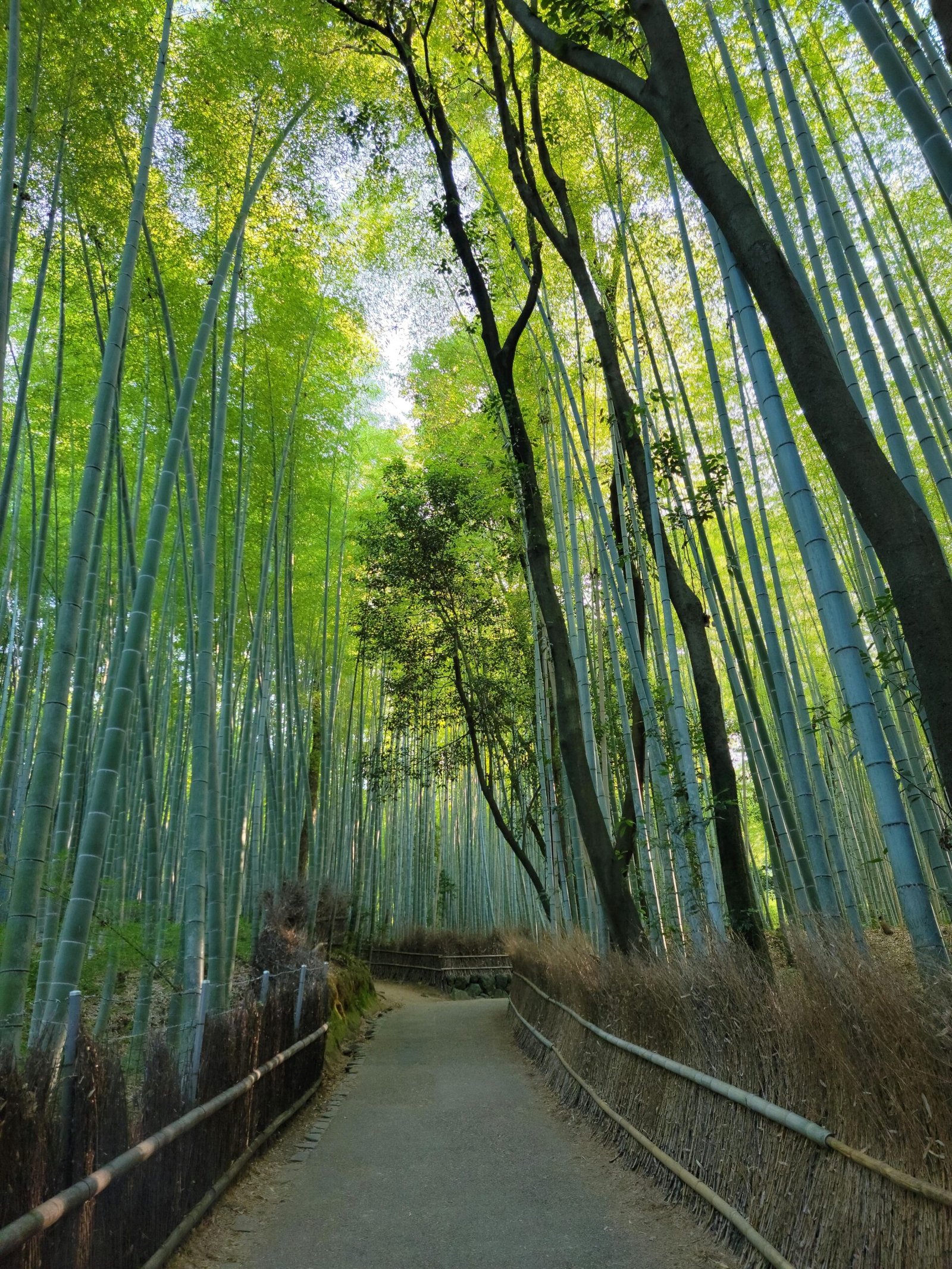 Tranquil walkway through Kyoto's lush bamboo forest, offering a calming nature escape.